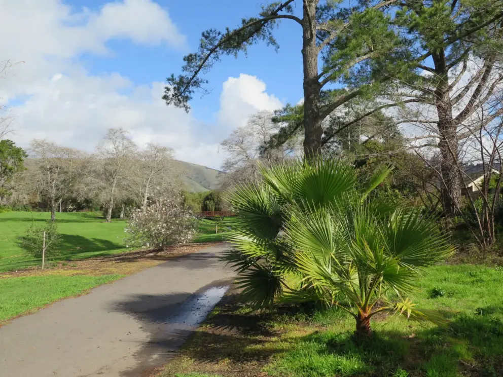 Tropical plant, blossoming tree, and mountains in the distance.