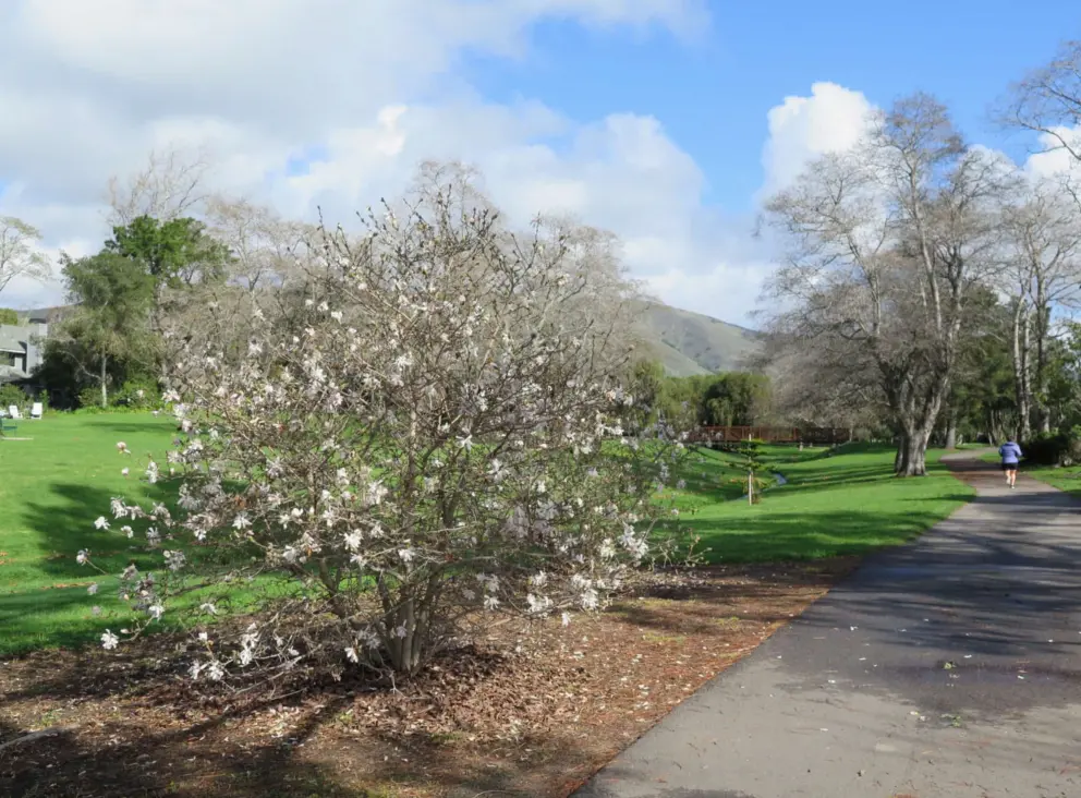A blossoming tree in January.