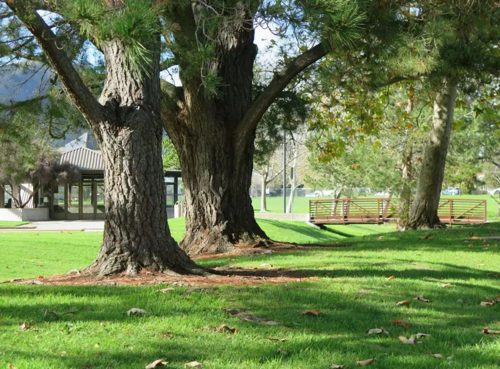Wonderful trees. 