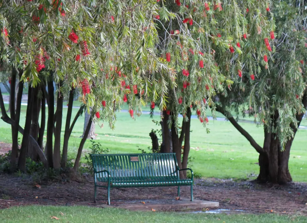 A bench among the willows. 