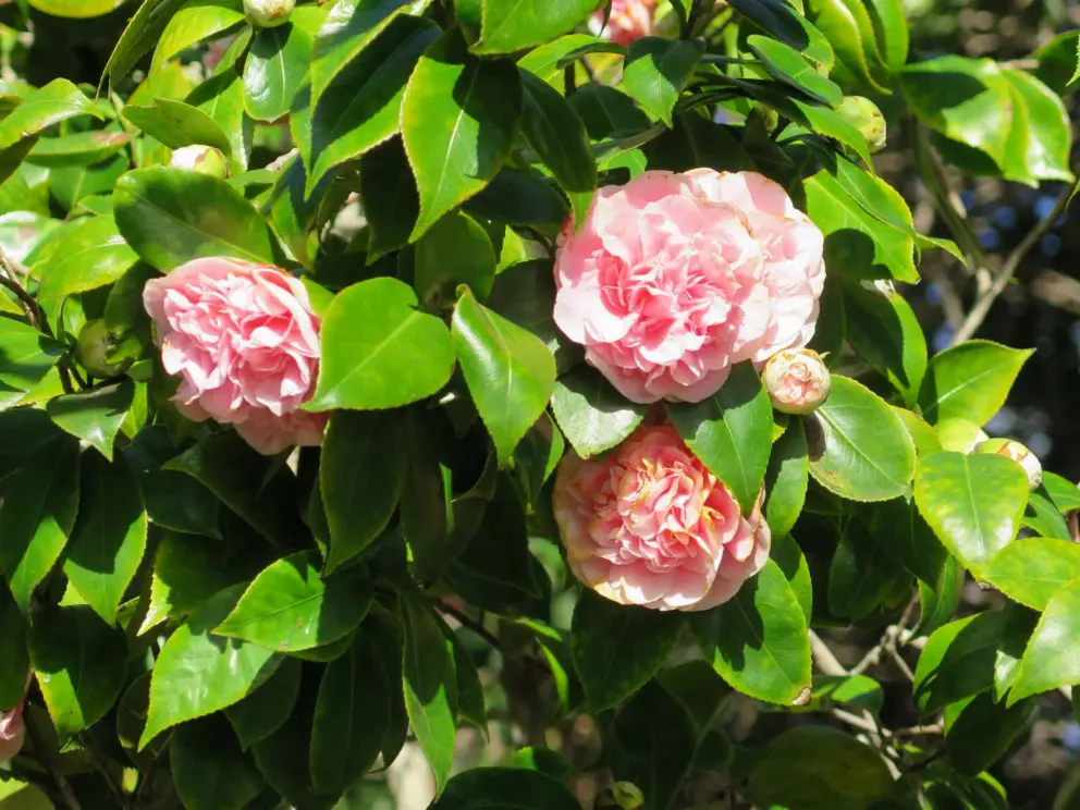 Camellias outside Garden Street Inn.