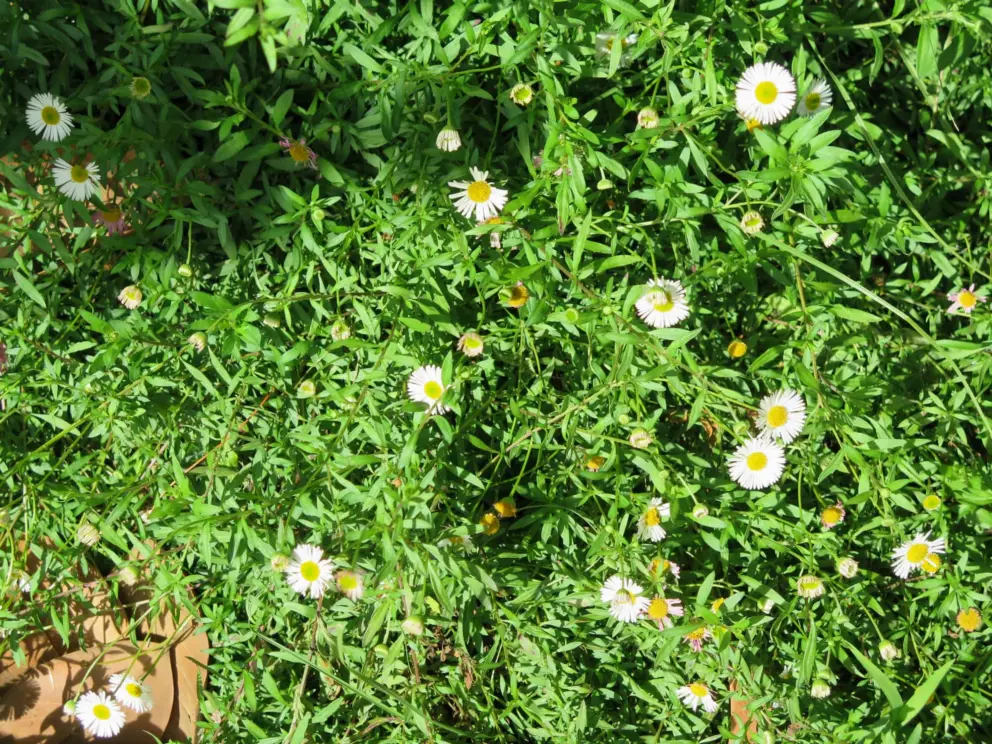 Daisies. 