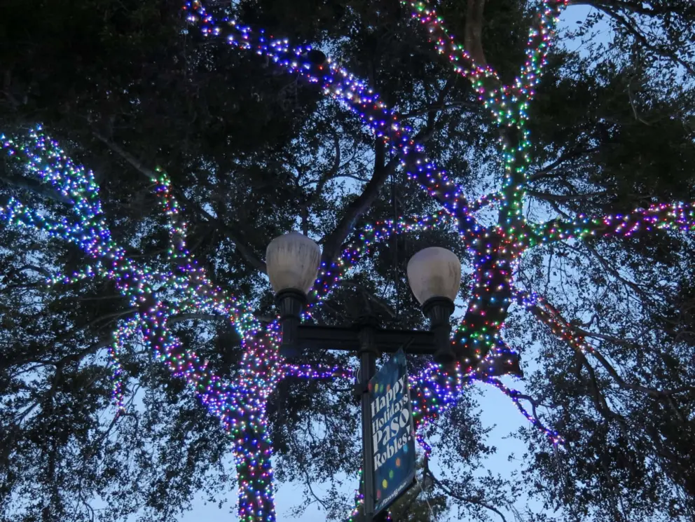 Blue lights in the tree at Downtown City Park.