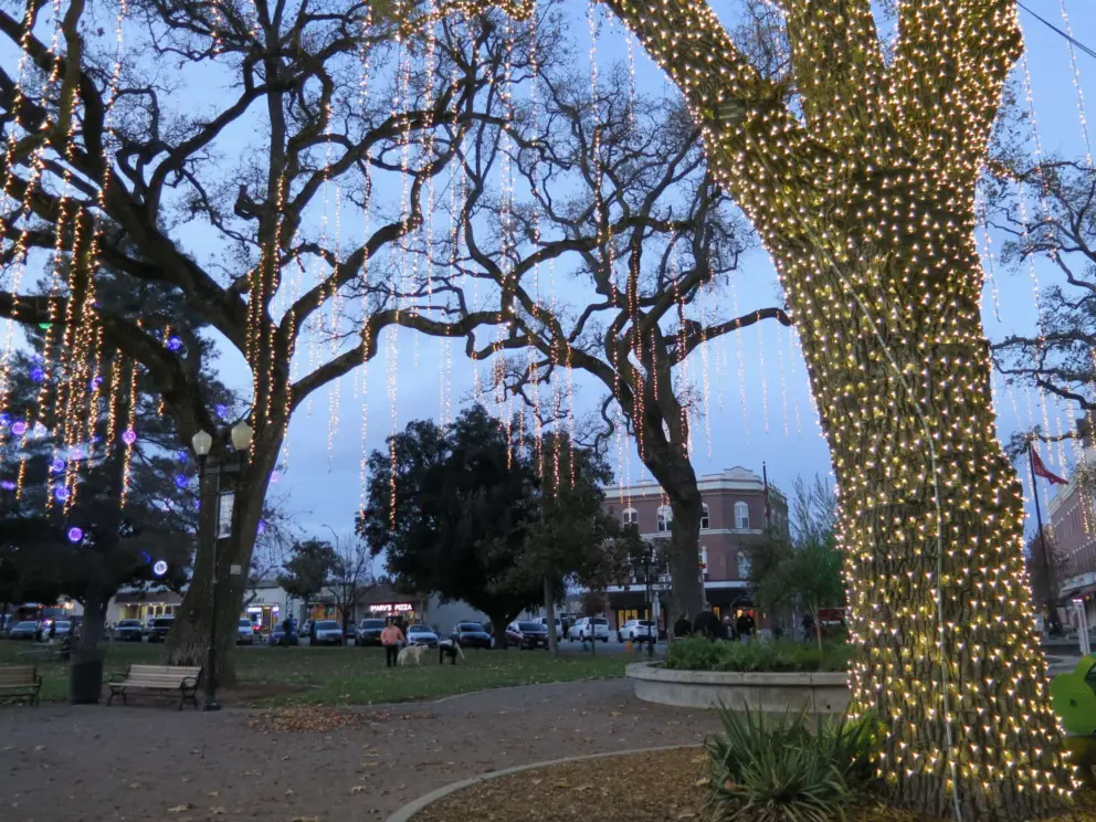 A wide tree trunk lit with tiny golden lights.