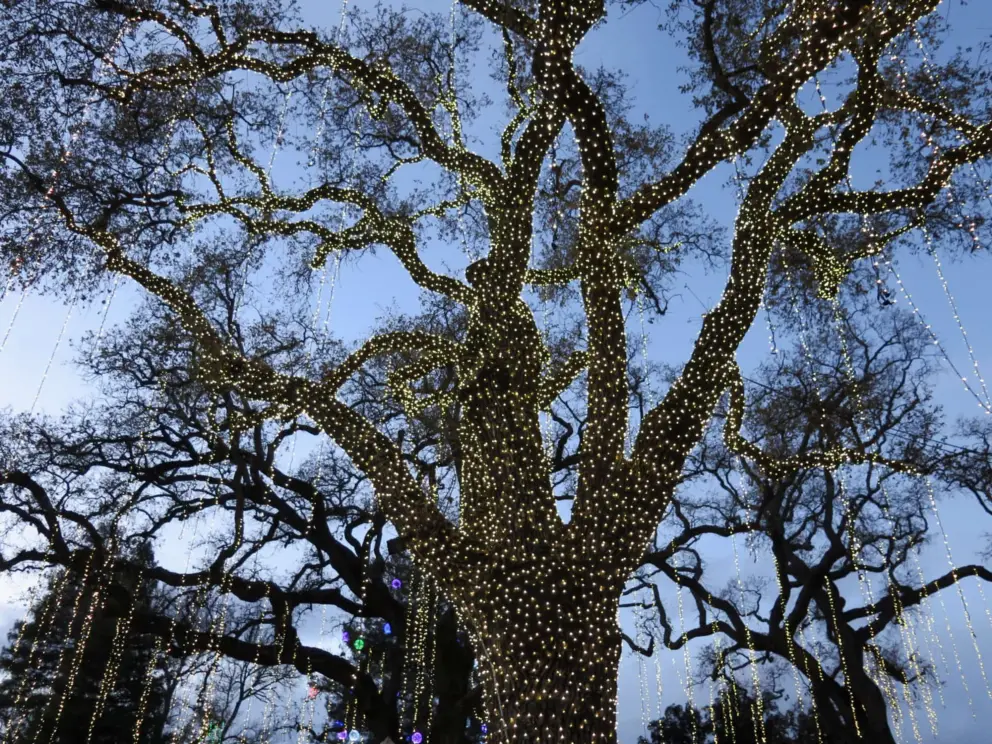 Huge tree above us! Wow! Gorgeous, golden lights. 
