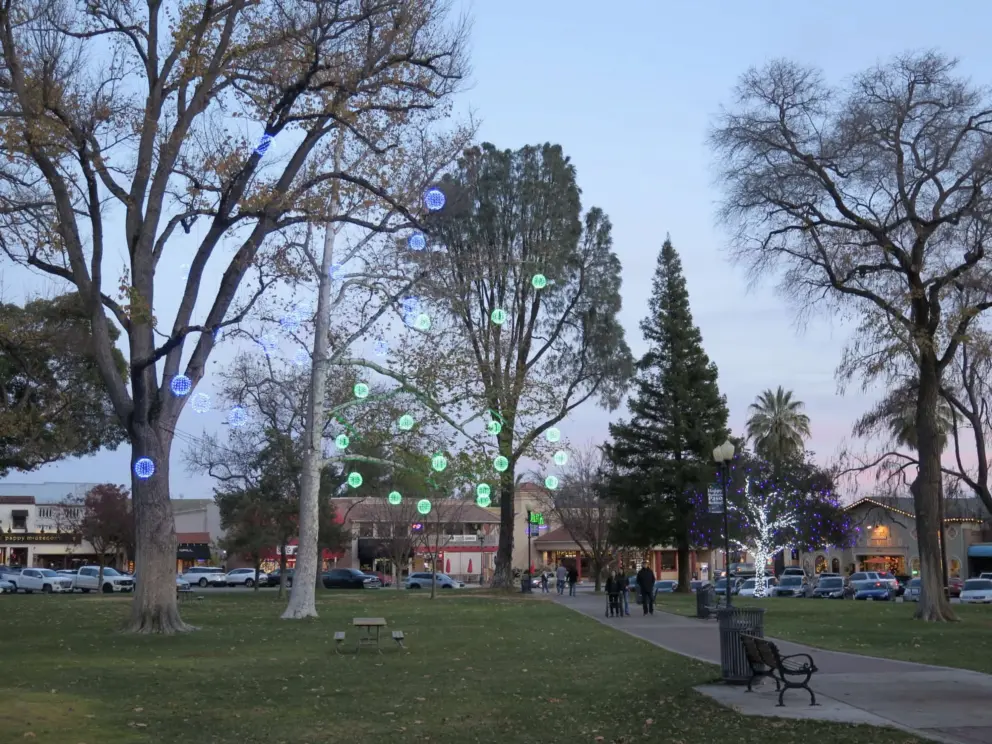 The varied trees lit in December.