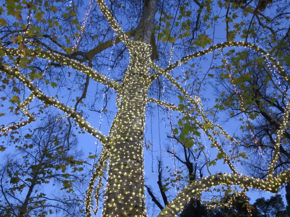I love this tree with lights and yellow Fall leaves. 