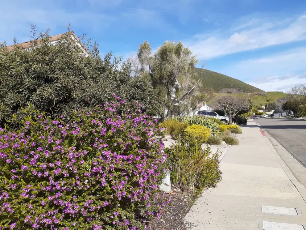 Pruple flowers and view of Islay Hill in the neighborhood. 