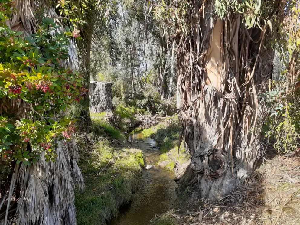 The stream and eucalyptus grove is my favorite part. The path starts where Alyssum Ct meets Poinsettia Street. 