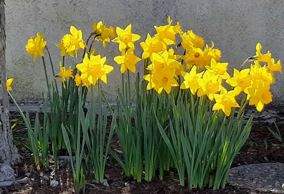 Daffodils in February in the neighborhood.