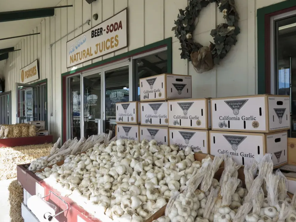 Garlic for sale. 
