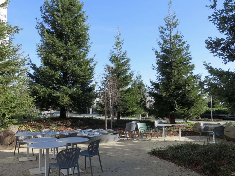 Redwood trees on the Bayfront side of the campus. 