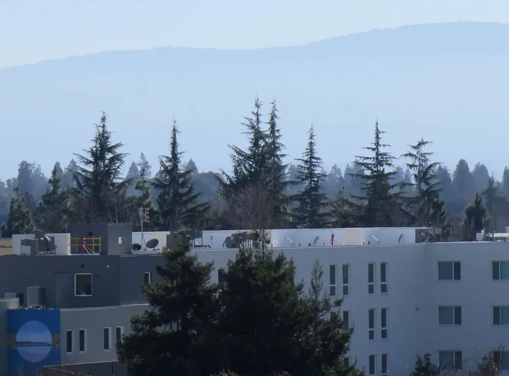 Pine trees in the distance, as seen from the rooftop garden.