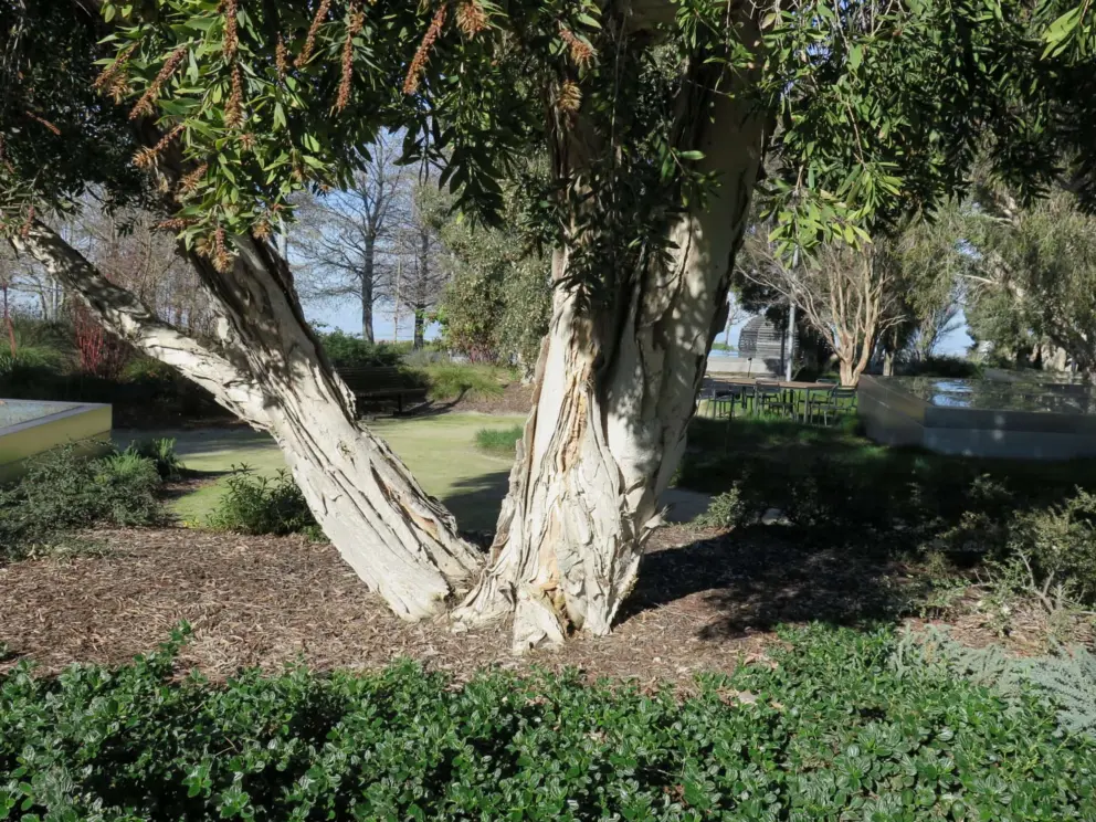 Eucalyptus tree on the rooftop garden. 