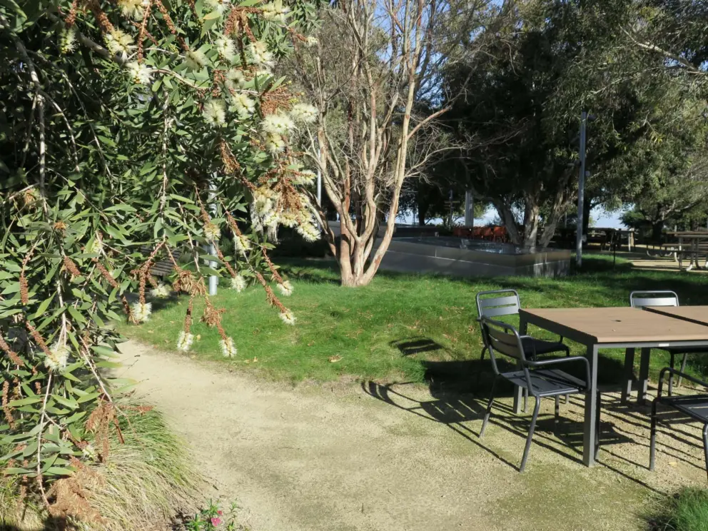 Bottlebrush and tables and chairs on the rooftop garden.