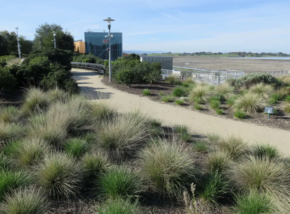 Path in the rooftop garden on the Bayfront campus.