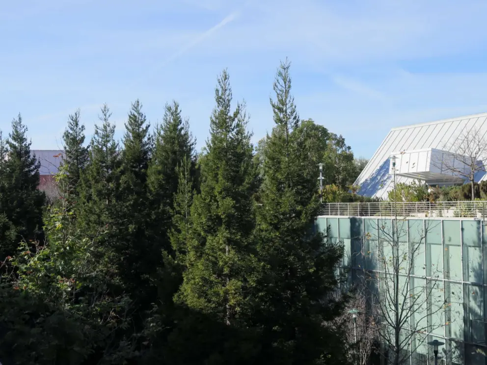 Redwood trees on the Bayfront campus. 