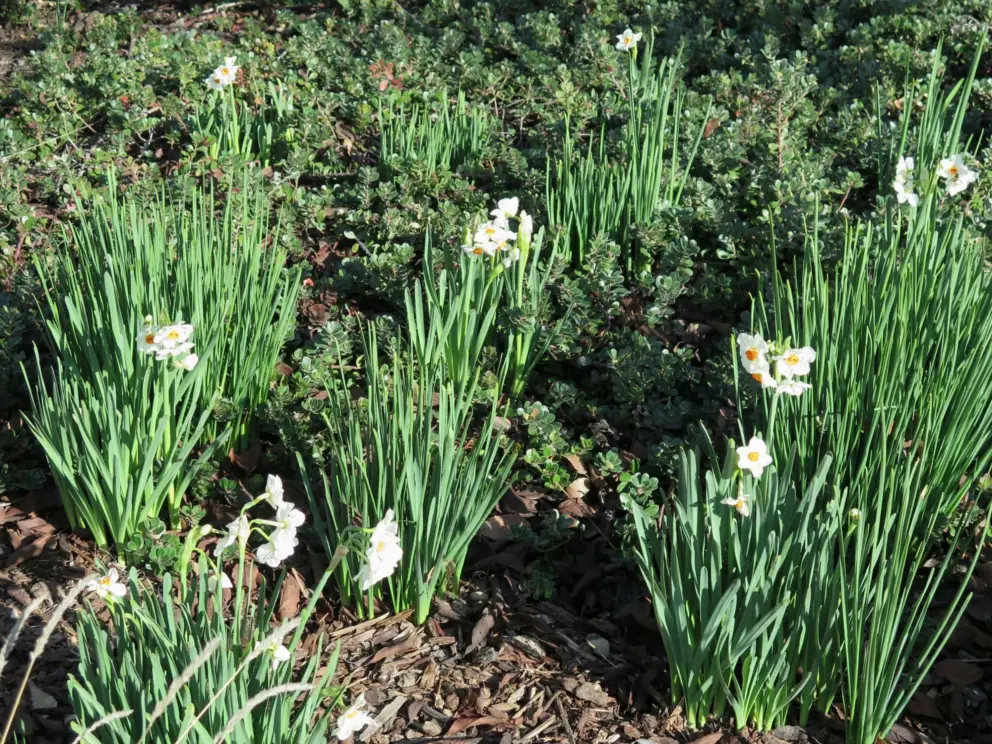 Daffodils in the rooftop garden.
