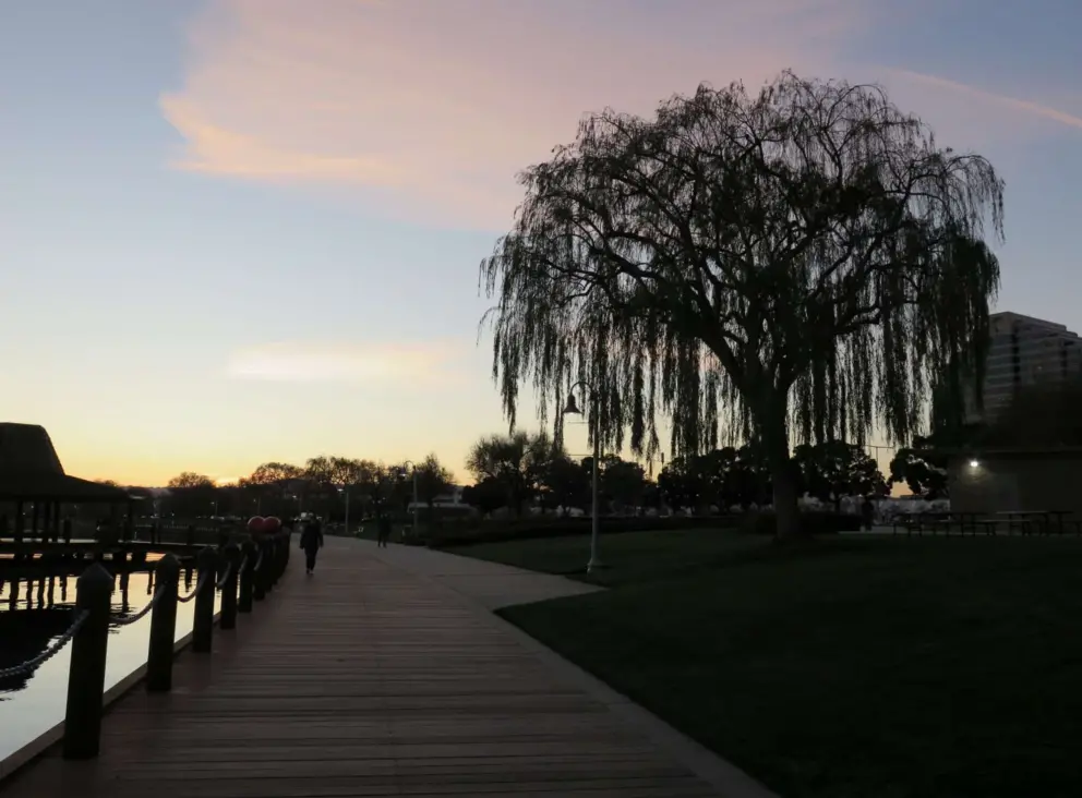 Willow tree at sunset. 