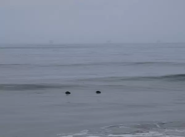 Two seals bobbing around in the water at Carpinteria State Beach.