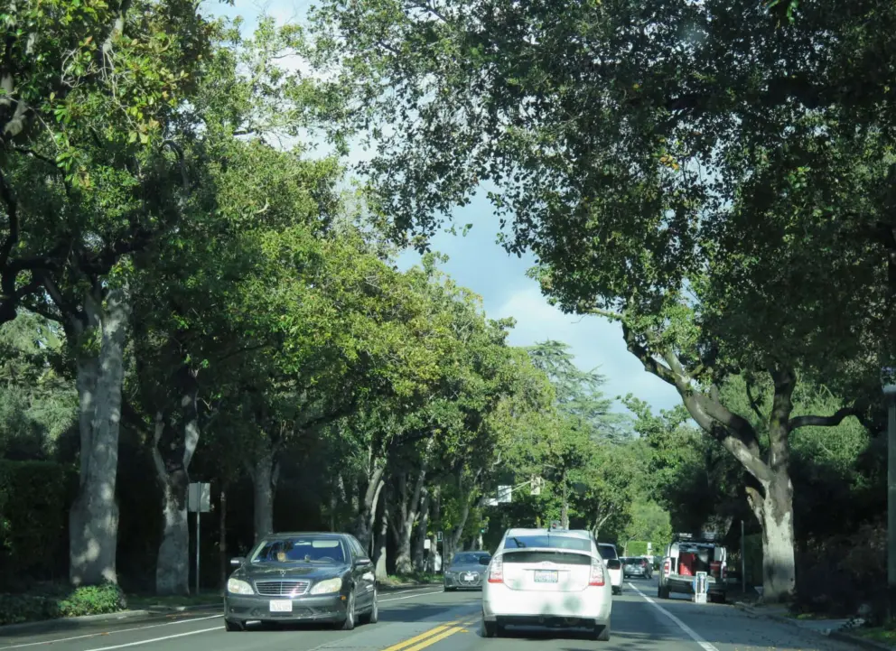 Upper University Ave is lush and has beautiful houses. 