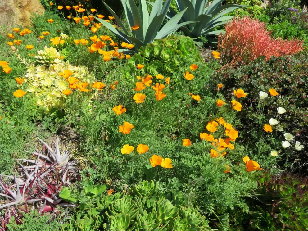 Poppies and other flowers make a delightful mix of color, in a garden.
