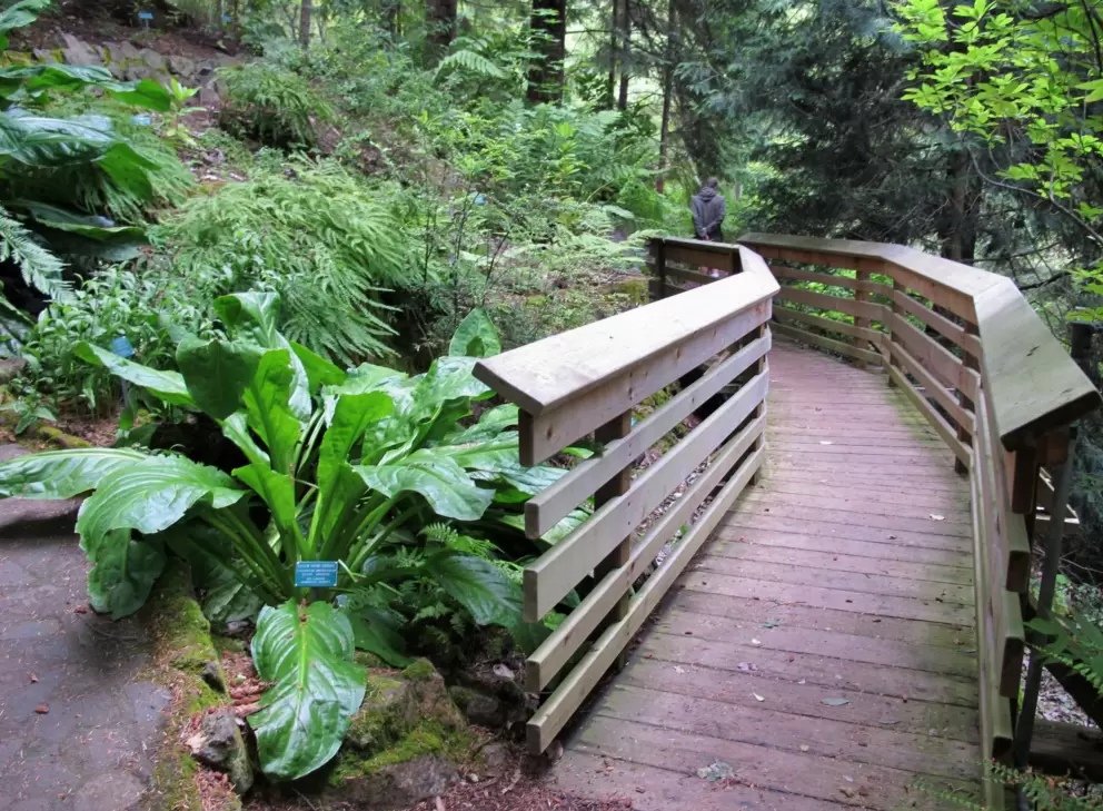 Great bridge and a cabbage plant.