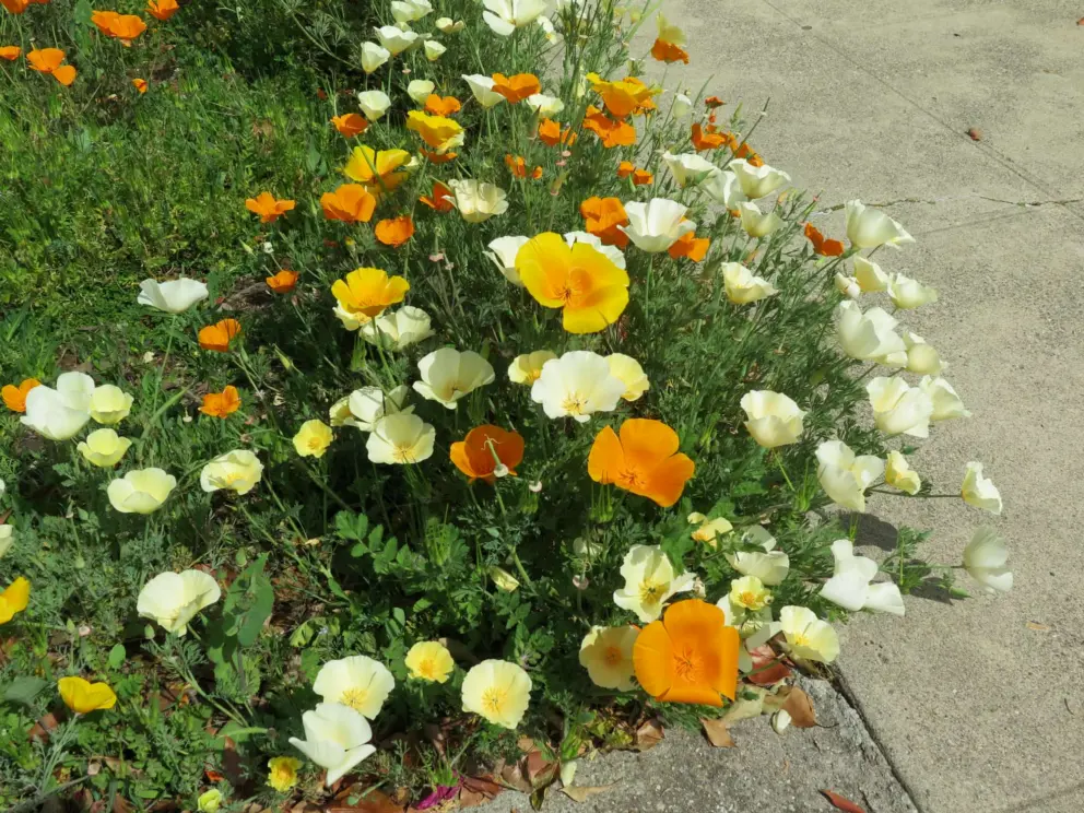 Orange and cream poppies, in March. 