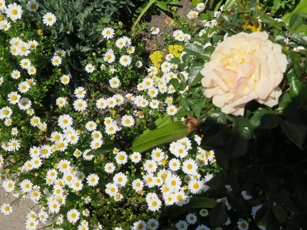 Rose and daisies. 