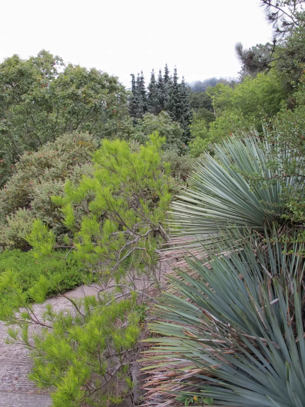 Layers of gorgeous plants. Aaah, I love this place!