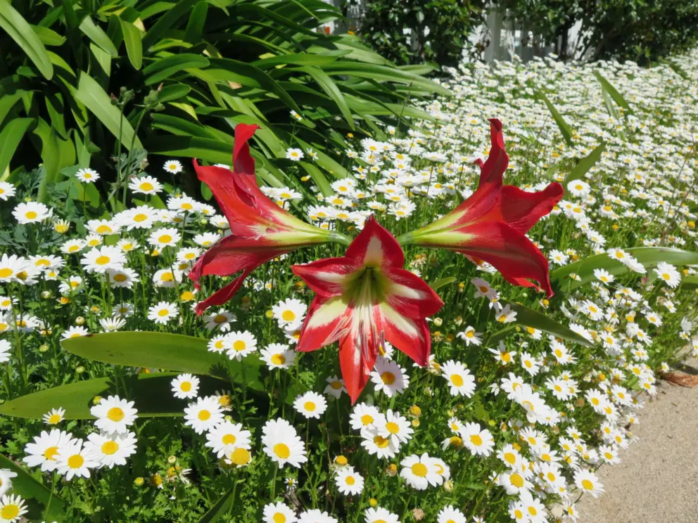 Daisies in abundance.
