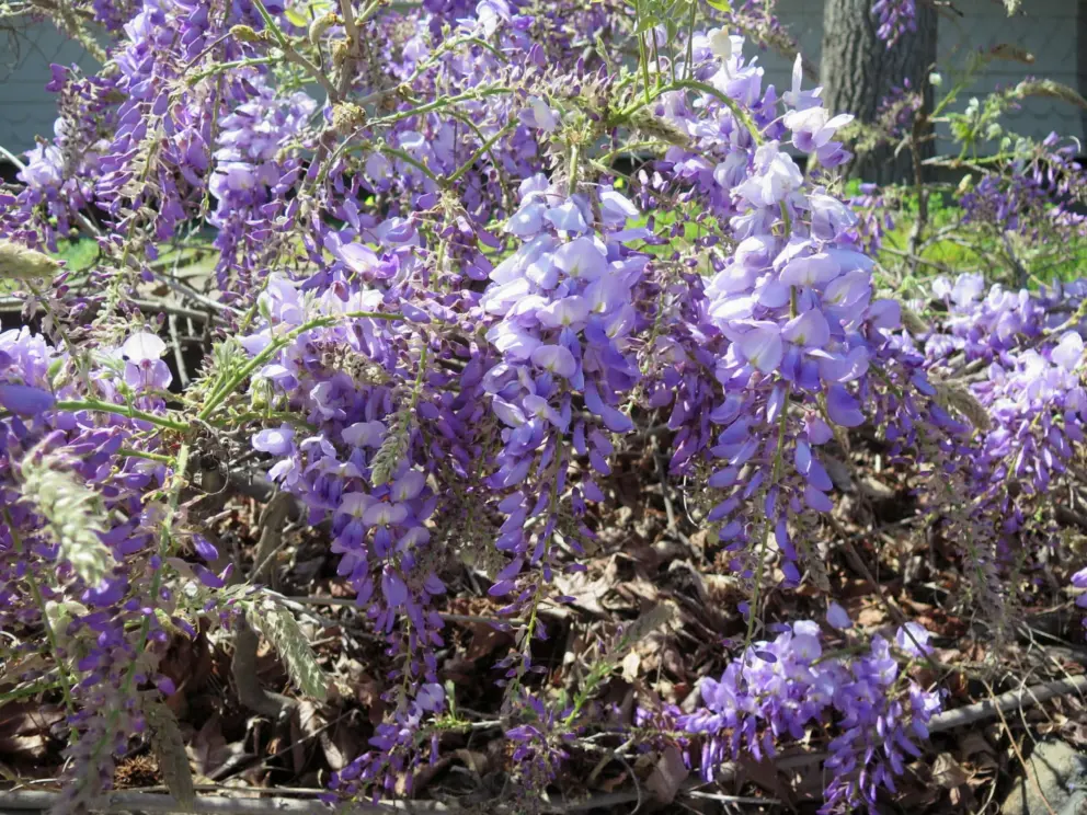 Lilac flowers at Buchon Street and Garden Street. 