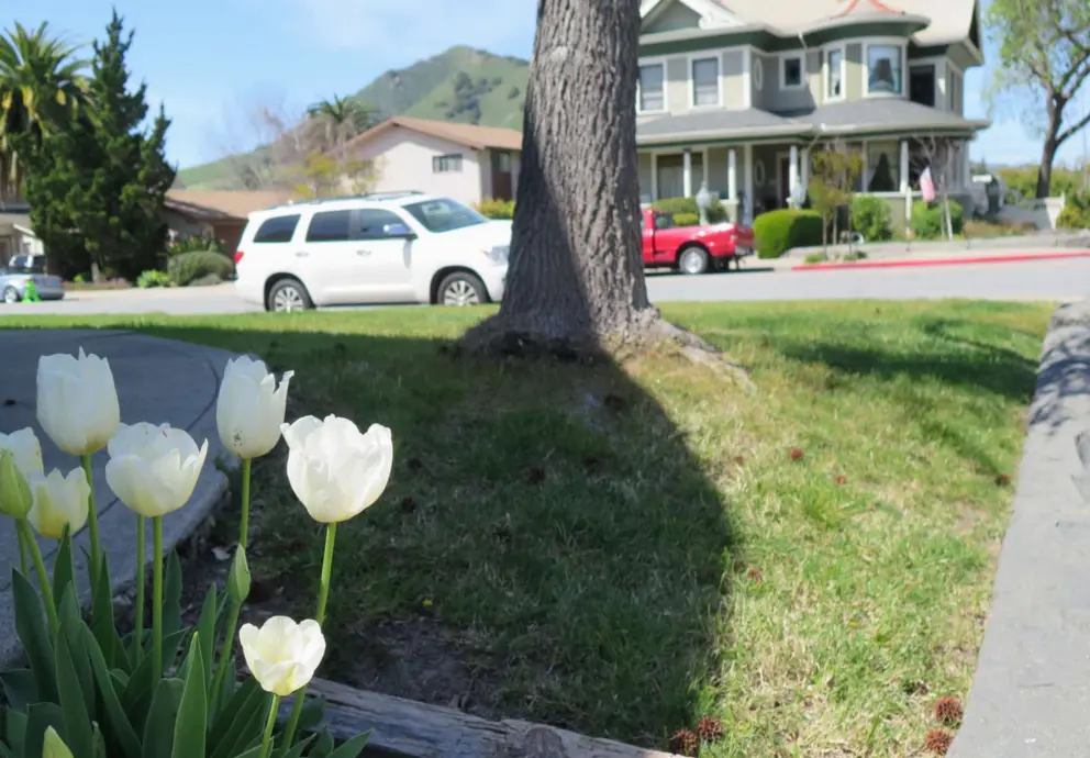 Tulips! At Buchon Street and Garden Street, in late March.