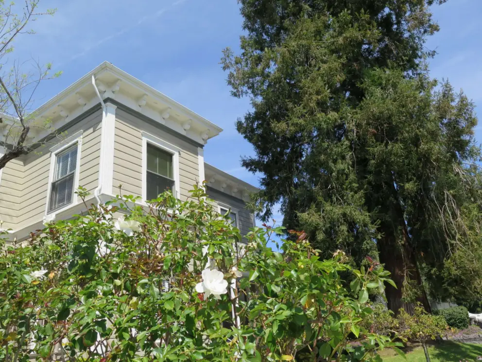House with tall redwood tree. 