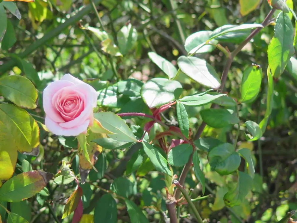 Camellia flower.