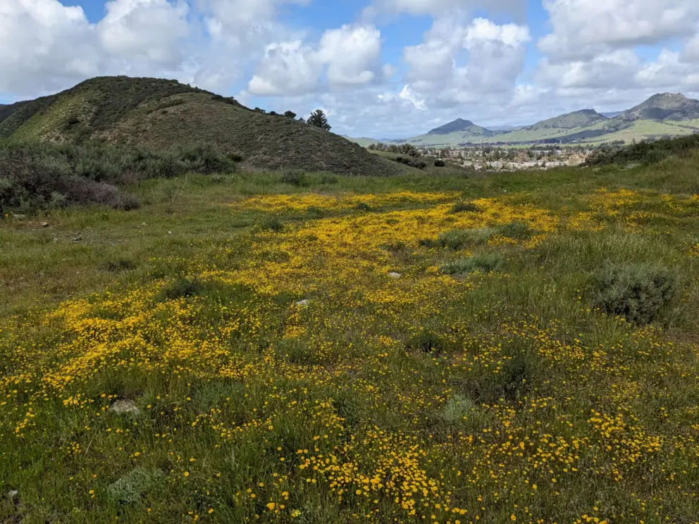 Flowers in March, and mountains in the distance. 
