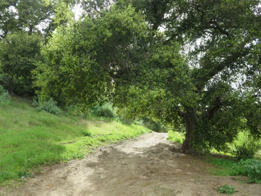 Shade on the trail. 
