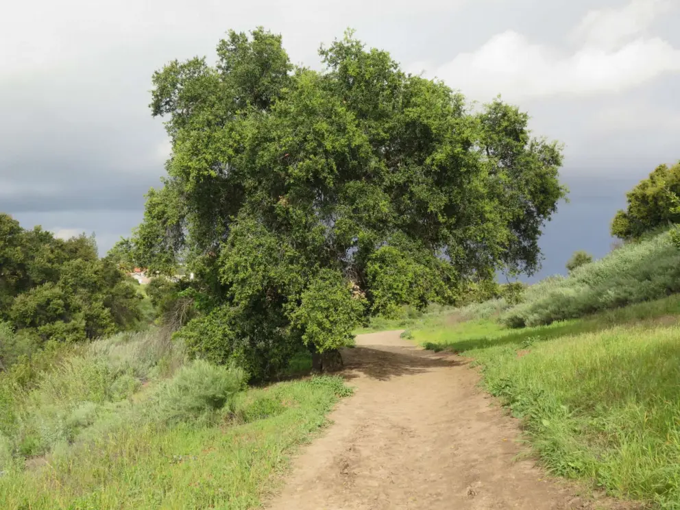A tree along the trail. 