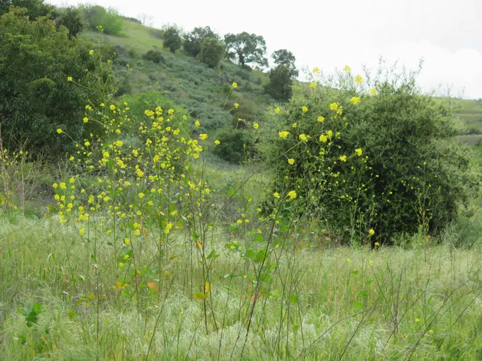 Yellow flowers in March. 