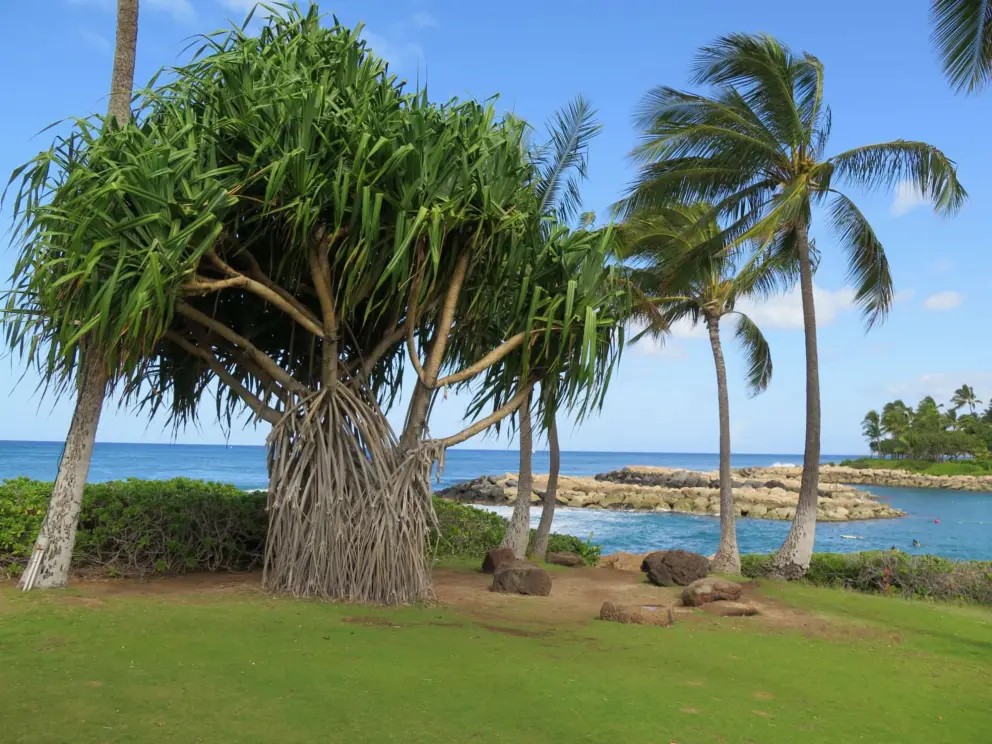 Pandanus tree on wonderful fairy grass. 