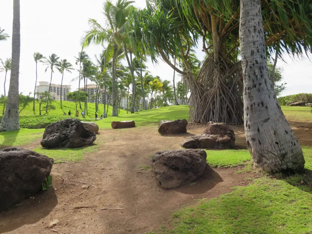 Lava rocks, coconut tree trunk, and dappled shade on the fairy grass. 