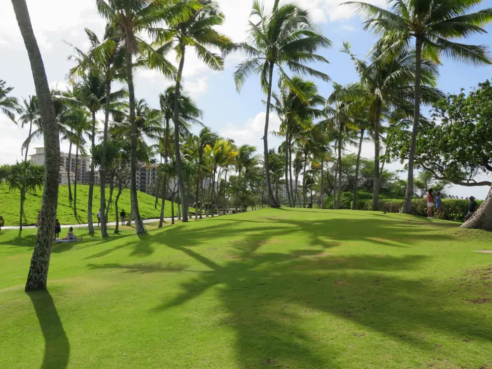 Palm tree shadows on the green hill. 