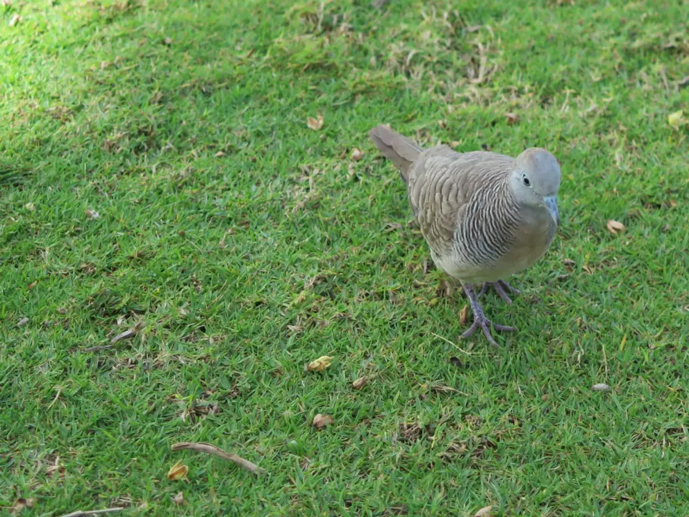 A Zebra dove, from Thailand, which makes a soft cooing sound. 