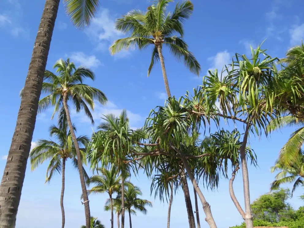 Pandanus tree and coconut trees, against the tropical sky.