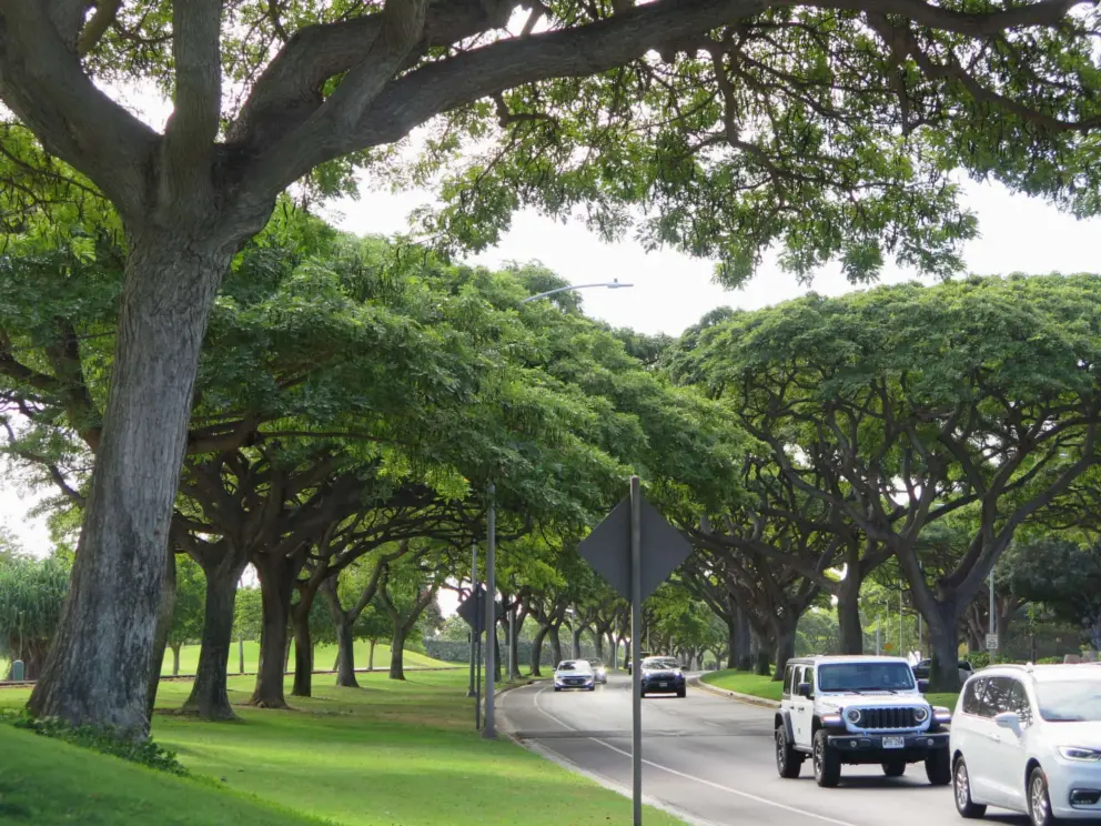 Beautiful monkeypod trees at the entrance to the resort. 