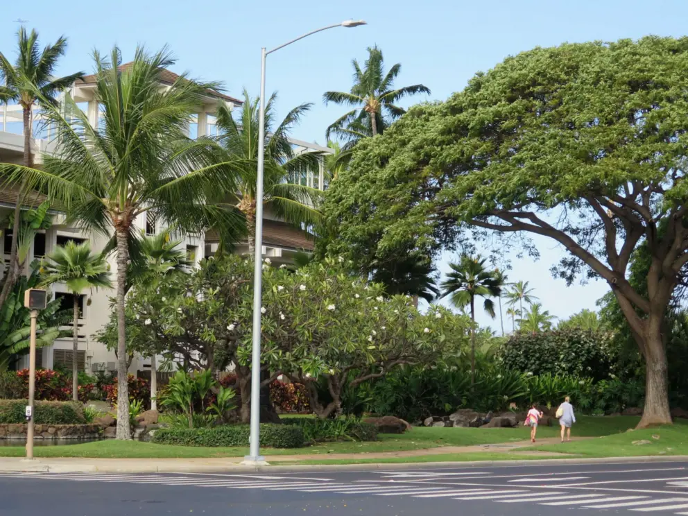 Monkeypod, coconut, and plumeria trees give this area a look like Waikiki!