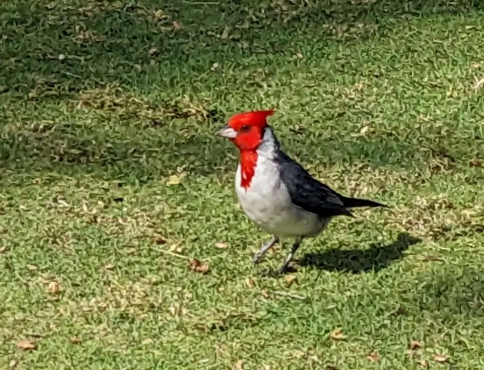 Red cardinal bird on the grass by the beach. 