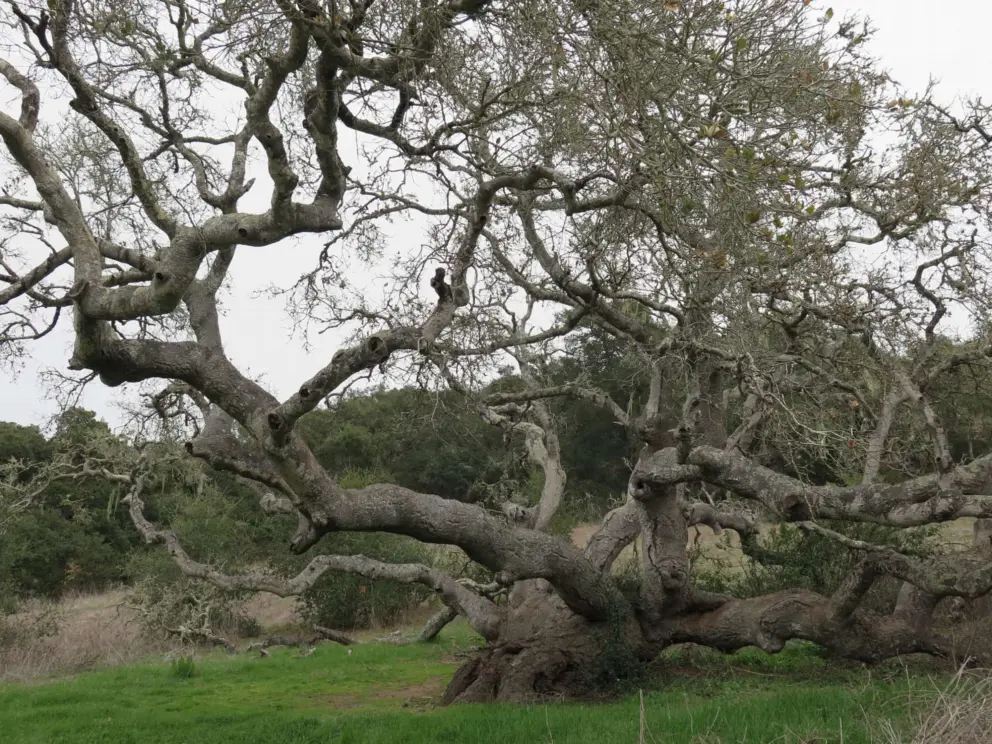 A gnarled tree along the road. 