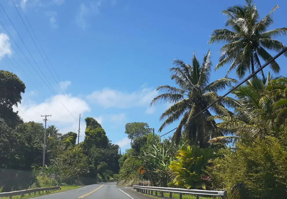 Palms and banana trees. 
