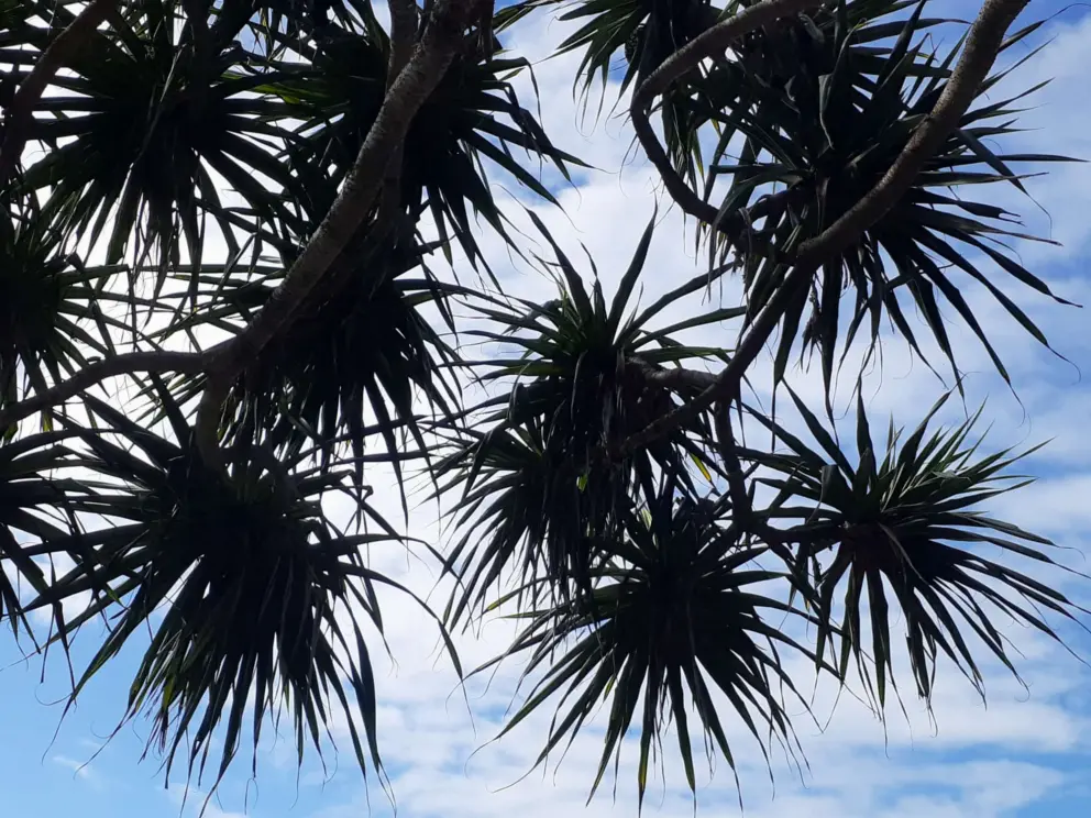 Pandanas and sky.